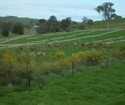 Shrub belts planted at the break of slope do not significantly reduce recharge or waterlogging. Lucerne is a more effective option where it can be planted.