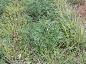 Lucerne/panic mix tested for ground cover management at Tamworth Proof Site