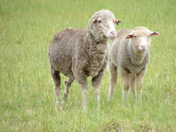 51% of the Victorian sheep flock is in south-west Victoria