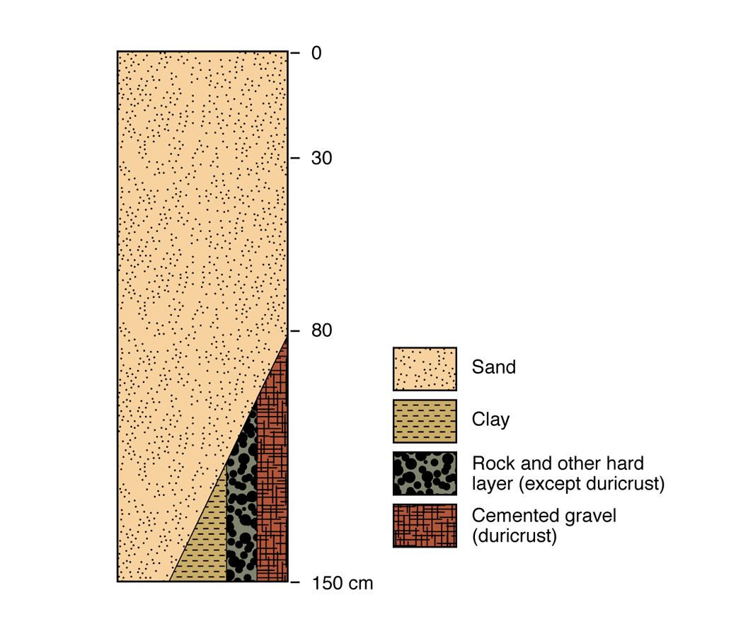 Figure 3. Pale deep sand