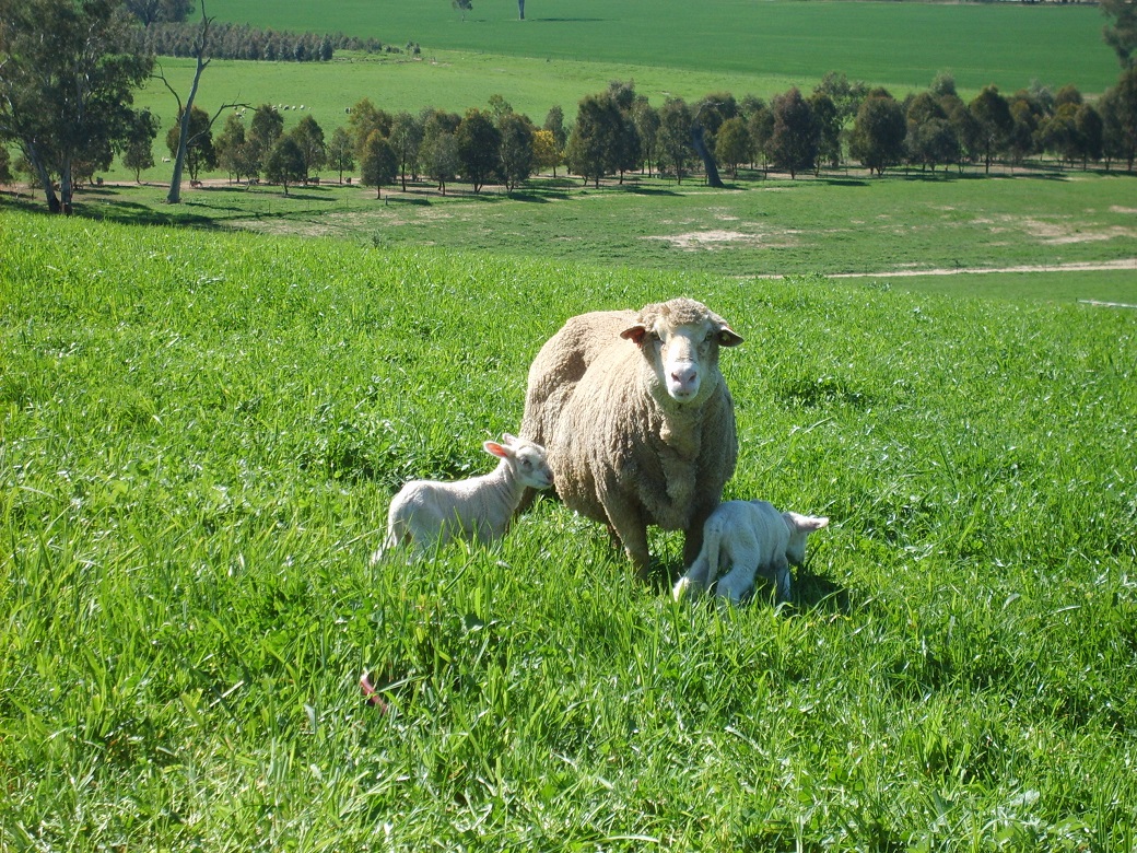 Ewe with twin lambs at Wagga Wagga - the Wagga Wagga EverGraze team found that flushing resulted in more multiple pregnancies.