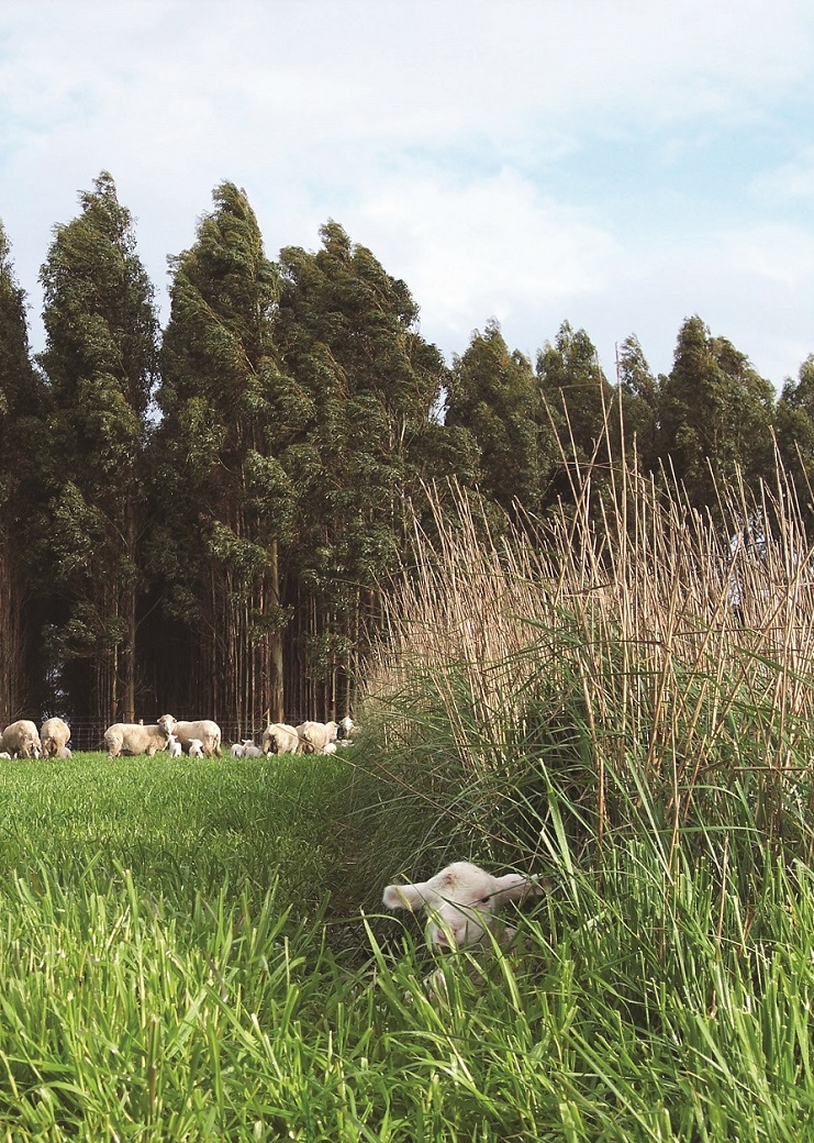 Lamb sheltering in the tall wheatgrass hedge rows at Hamilton EverGraze Proof Site