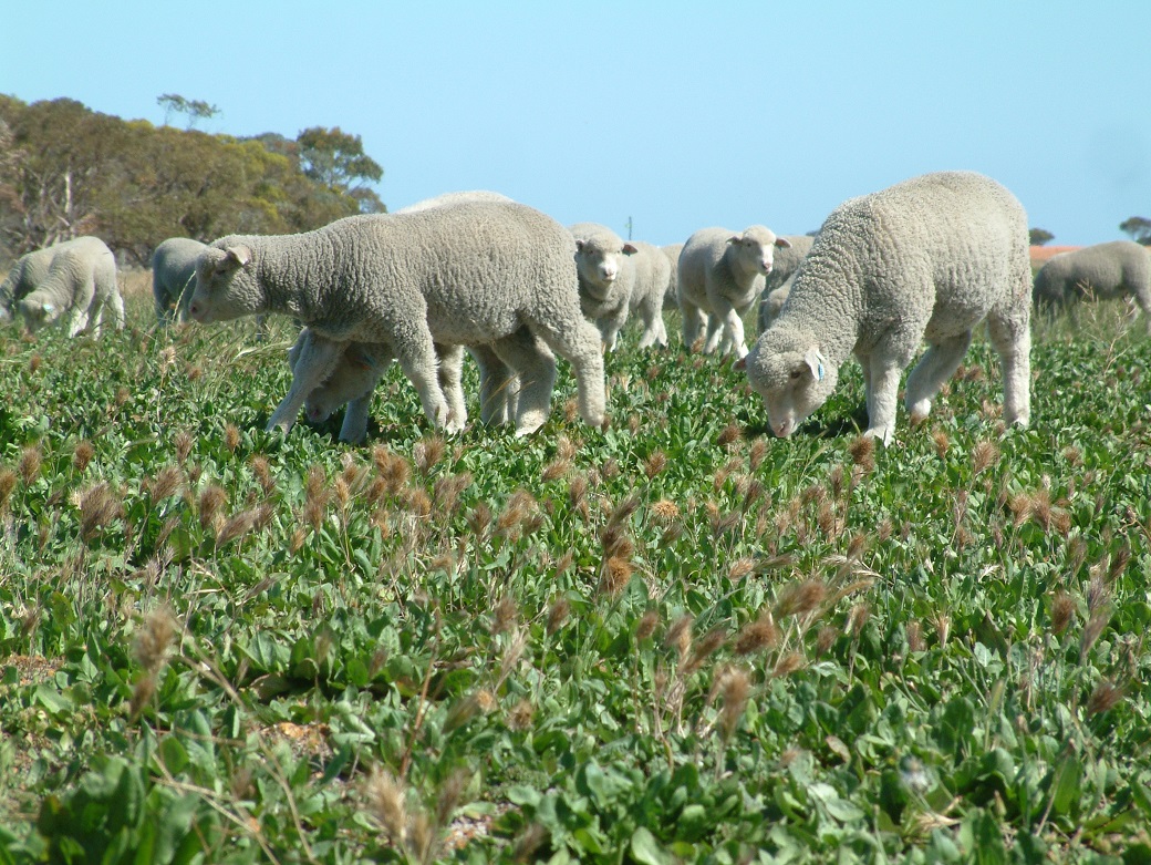 Lambs grazing chicory in Spring at the Wellstead Proof site