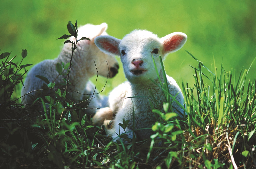 Twin lambs at Hamilton EverGraze Proof Site