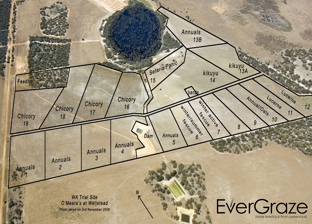 Figure 1. Layout of EverGraze Proof Site at Wellstead in 2006.