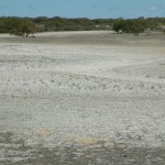 Deep sandy soils prone to wind erosion before perennials were sown.