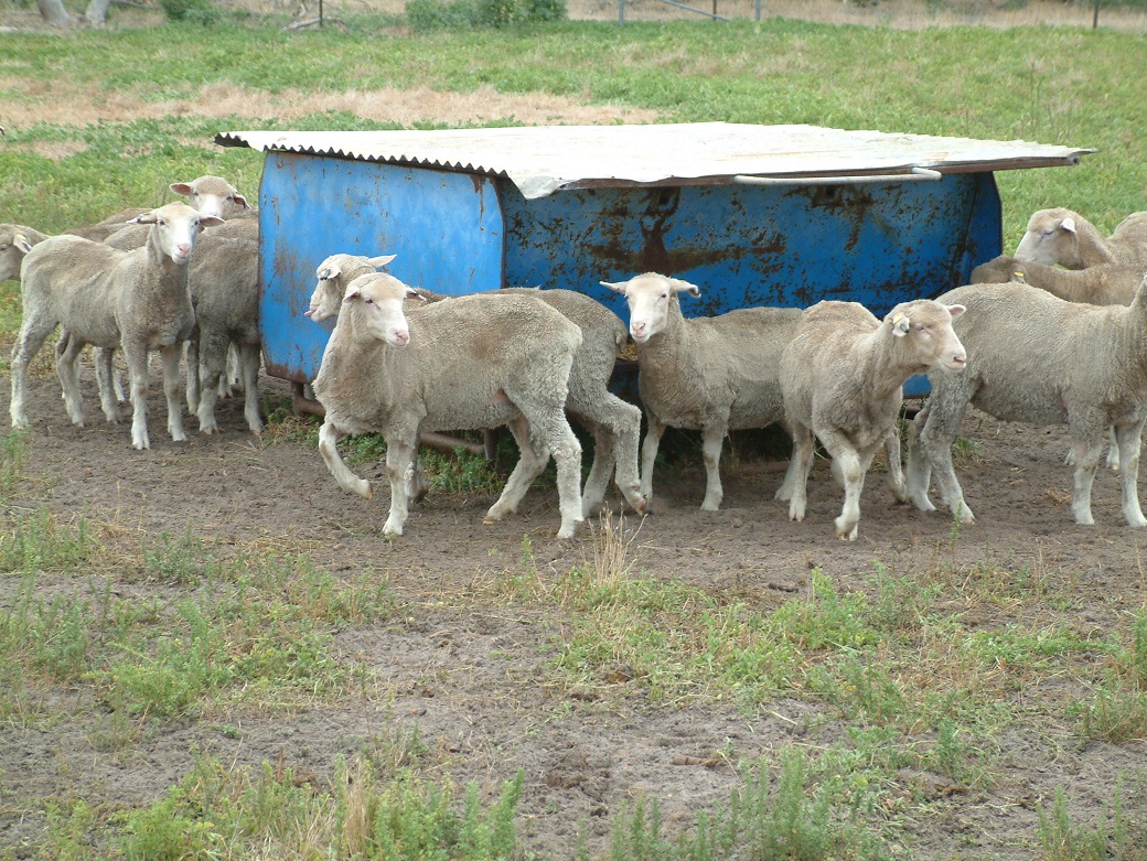 Lambs in feedlot – February 2008