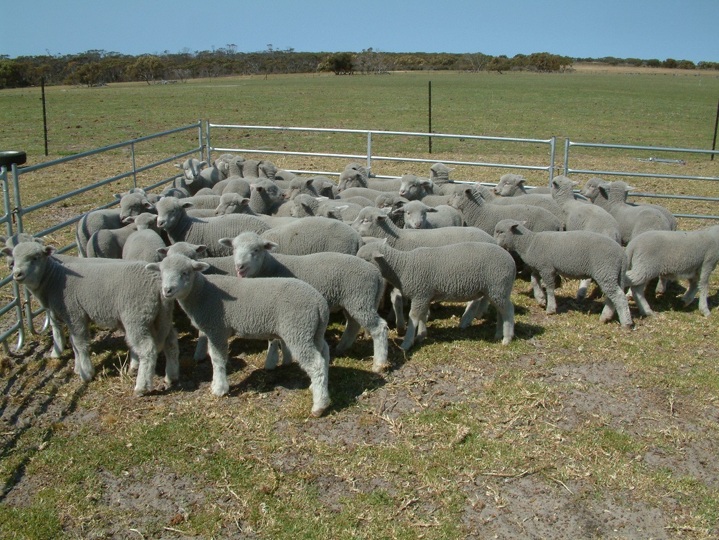 Lambs not reaching the feedlot entry weight were taken from 22kg up to 38kg on late spring/summer green pasture at Wellstead.