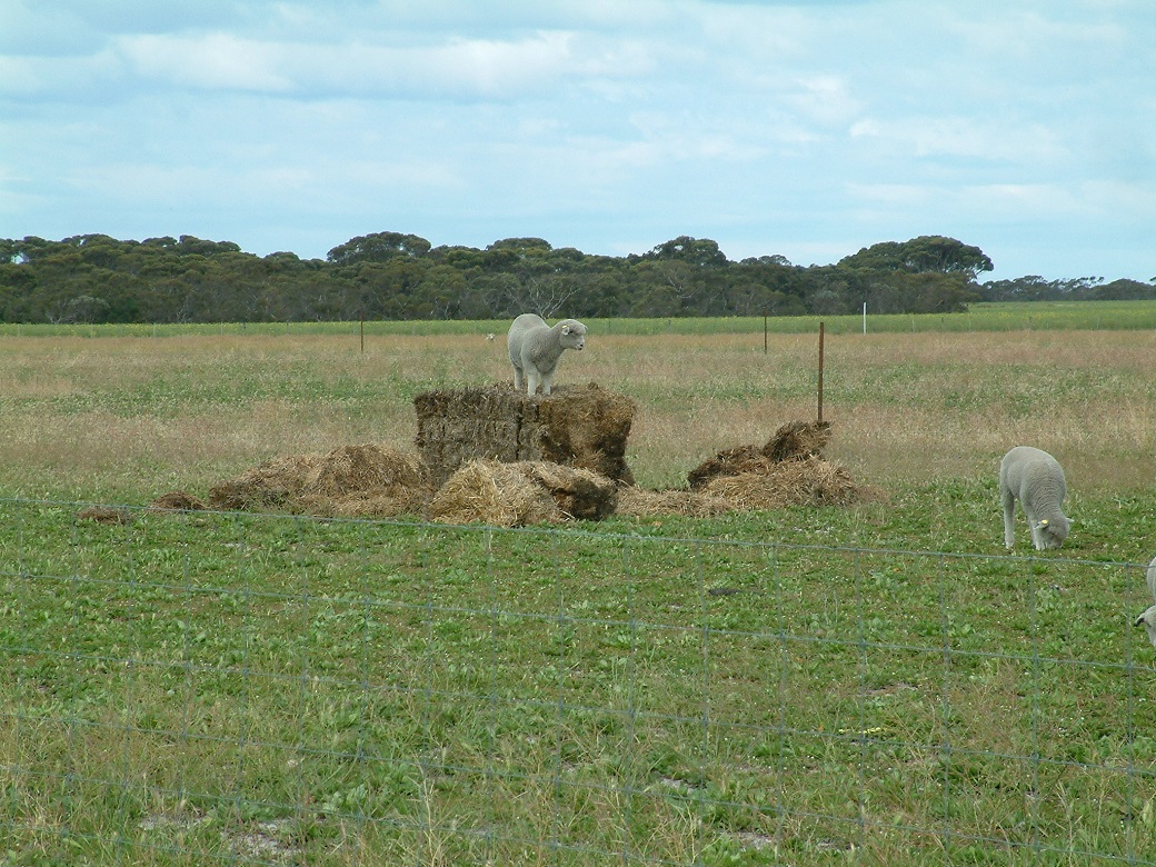Lambs benefiting from additonal roughage in their diet when grazing chicory pastures in spring and early summer. Lambs were provided with straw to prevent scouring when grazing chicory