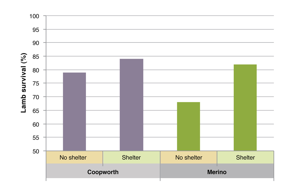 Figure 8. Raw average lamb survival rates for Merino and Coopworth derived lambs in shelter verses no-shelter on EverGraze Hamilton in 2009.