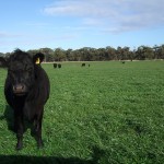 Vanessa Ingram-Daniel’s Weaner cattle grazing the annual ryegrass “cleanup” pasture at Marlo Supporting Site