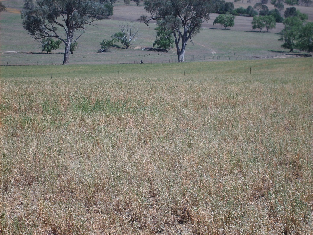 As little as 350 kg DM/ha of live green pasture was required to achieve a flushing effect