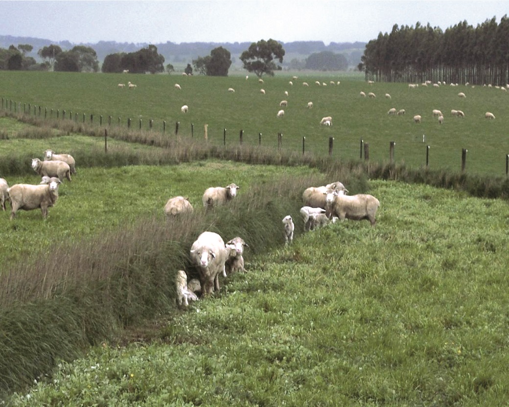 Survival is important. Shelter hedgerows at Hamilton increased survival of twins by 15% and survival of lambs at average birthweight by 30%.