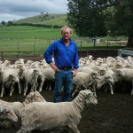 Chris Shannon found that grazing ewes on lucerne increased ovulation rates.