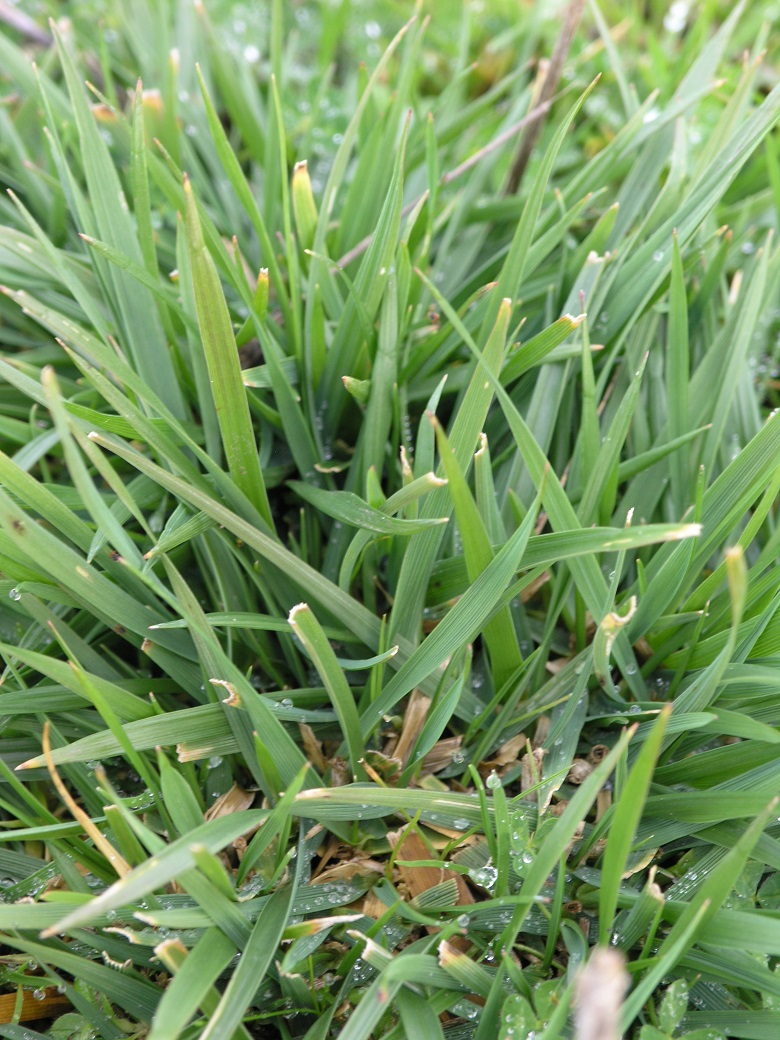 Summer active tall fescue.