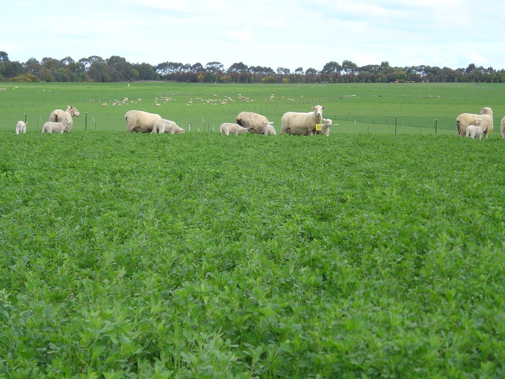 Lucerne provided out of season green feed at Hamilton EverGraze Proof Site