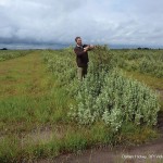 John Bowman, Agriculture Victoria, inspects saltbush at Rick Robertson’s Bengworden Supporting Site
