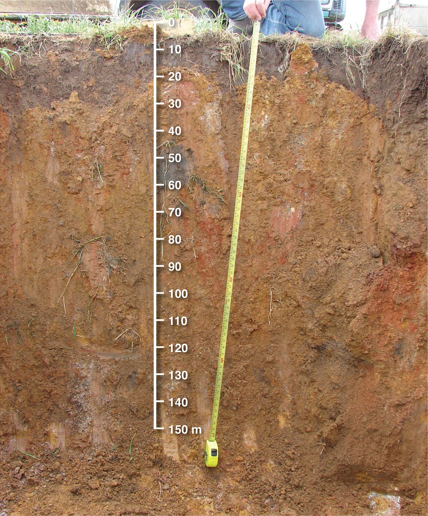 Soil profiles of a well-drained brown duplex soil on the Crest