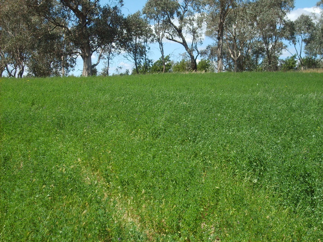 Lucerne pastures at Wagga Wagga Proof Site continued to expand basal cover eight years after establishment.