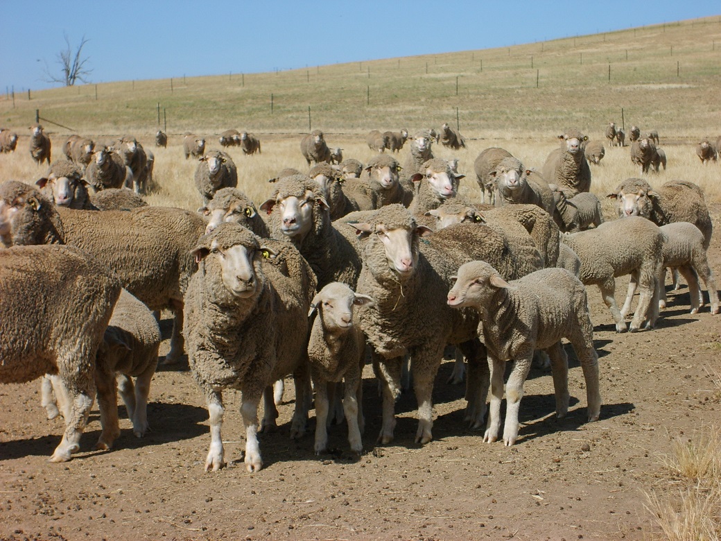 Sheep were fed in containment areas when ground cover reached 70%