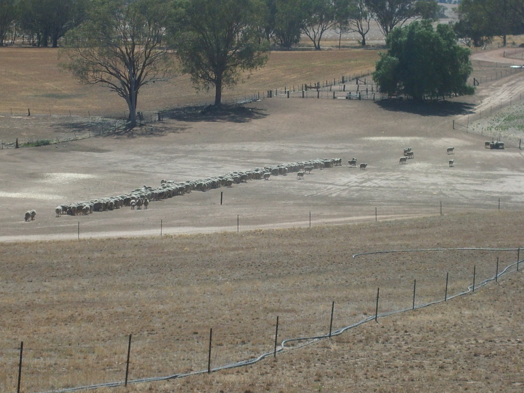Containment areas (bottom of the hill) were used to protect pastures (foreground) and soils when ground cover fell below 70% during the severe drought years.