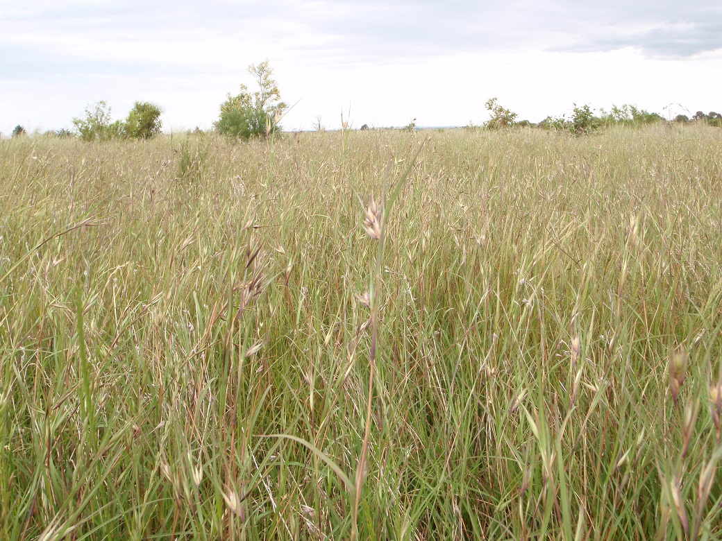 Native grasslands a biodiversity asset in south-west Victoria