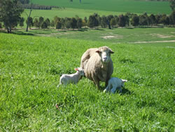 Ewes with twins