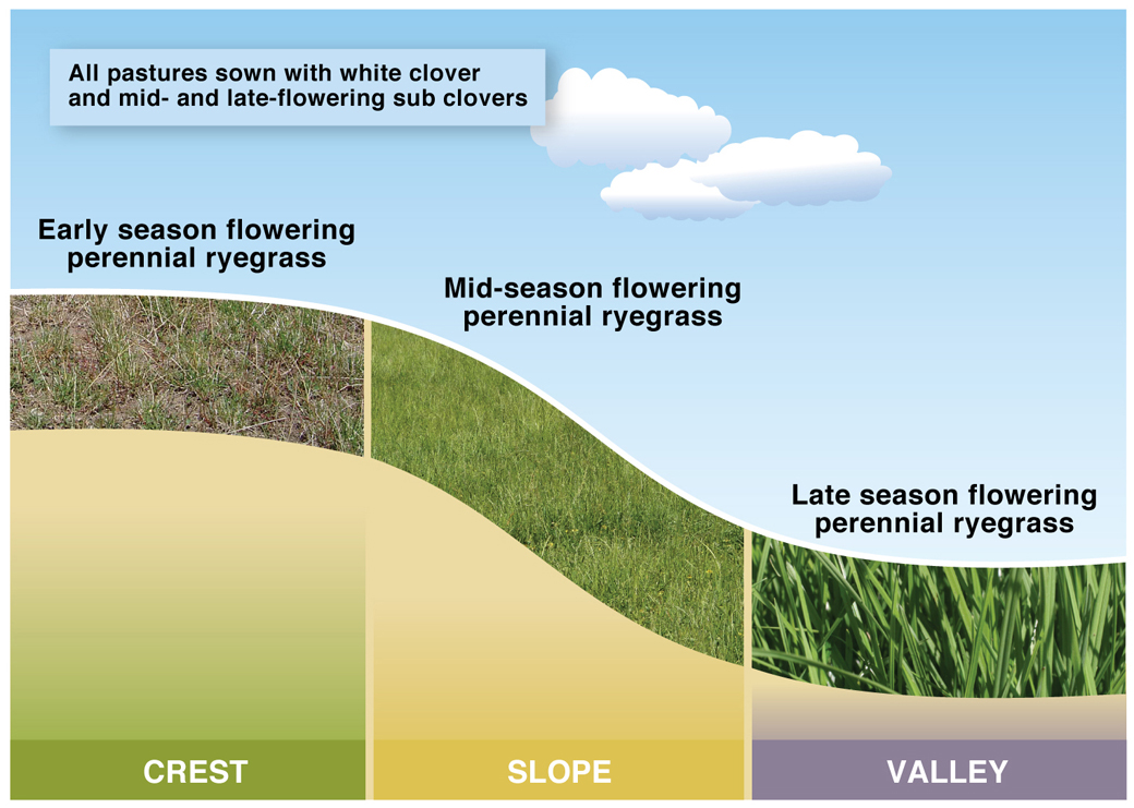 Figure 3. Perennial Ryegrass systems at Hamilton Proof Site where pasture species and varieties were selected based on drainage for winter and late spring/summer plant available water.