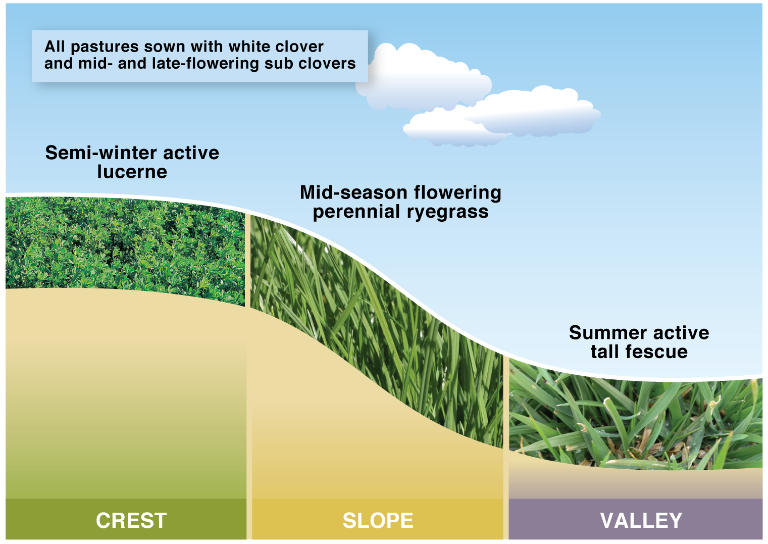 Figure 1. Triple system at Hamilton EverGraze Proof Site showing rooting depth of lucerne, tall fescue and perennial ryegrass.
