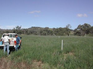Lucerne trial at the Tamworth Proof Site
