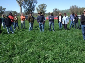Producers participating in a bus trip observe the productive phalaris/sub-clover pastures at ‘Spring Valley’