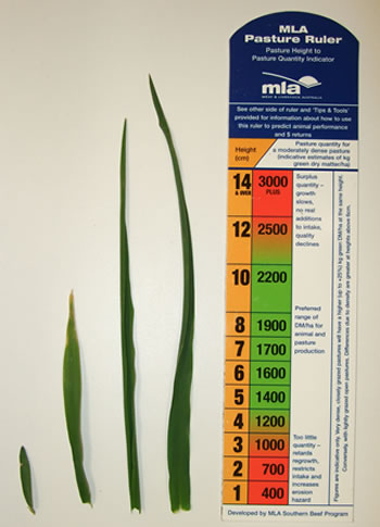 Figure 5: The relative size of the first, second, third and fourth phalaris leaves at the point of the autumn break.  Each leaf takes approximately the same time to grow.