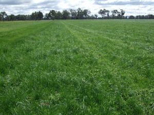 Persistence and production of tall fescue at the Euroa demonstration site was comparible to phalaris.