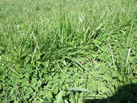 Tall fescue and sub clover