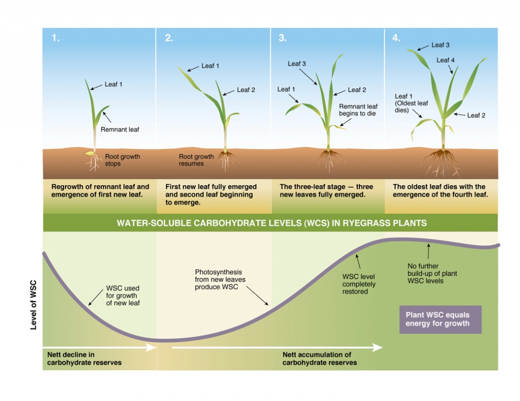Figure 3. Depletion and recovery of energy reserves (water soluble carbohydrates) as a ryegrass plant re-grows (adapted from Donaghy & Fulkerson 1999)