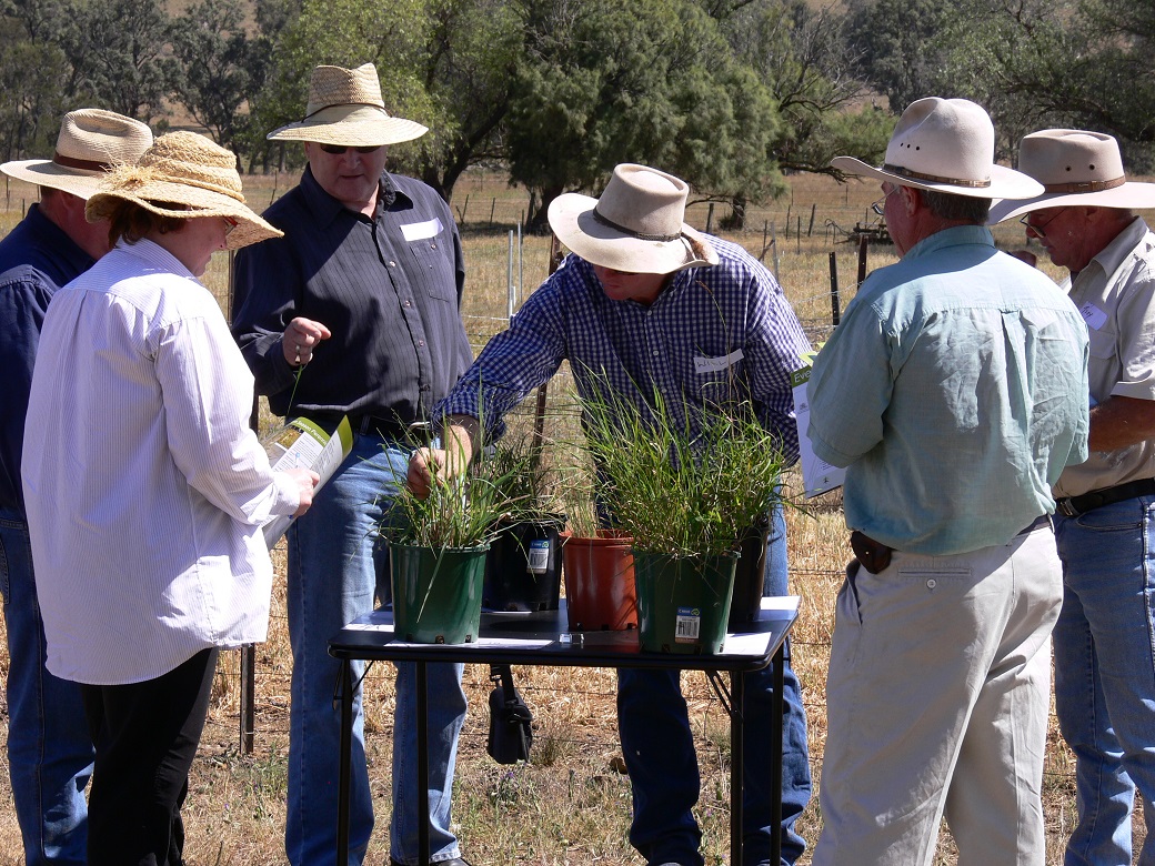 Producers learning to identify native grasses at an EverGraze field day