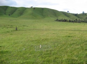 Fertilised Microlaena-based pastures at Murmungee Supporting Site carried on average 12 DSE/ha