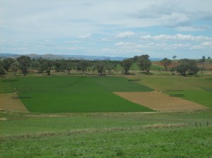 Phalaris on the crest, tall fescue on the valley floor and lucerne on the slopes persisted for more than eight years at the Wagga Wagga Proof Site