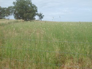 The six year old drought-affected phalaris stand at Wagga Wagga