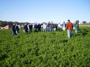 Lucerne provided quality feed for finishing lambs at Mooneys Gap