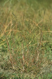 Redgrass (Bothriochloa macra)