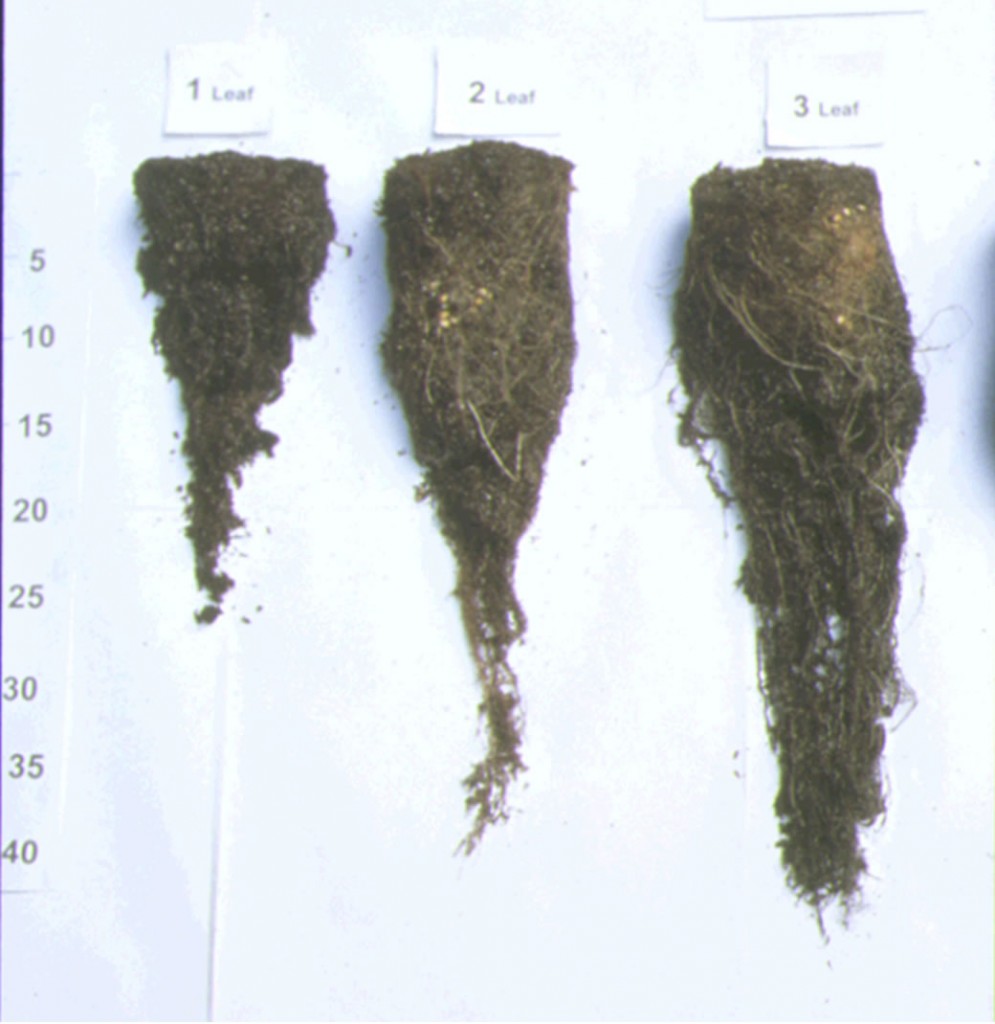 Figure 4: Root development of perennial ryegrass when cut at the one, two and three leaf stage
