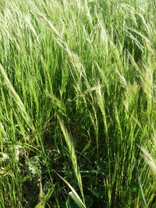 Silver grass (Vulpia spp.) can be a problematic weed in native pastures.