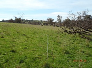 Dividing the Big Hill paddock enabled better grazing  control leading to improved pasture utilisation and reduced over grazing.