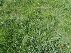 Phalaris and sub clover pasture in Dan’s paddock after implementing  the new rotational grazing strategy.