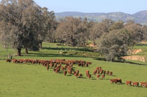 Integrated management of native and introduced pastures at Spring Valley.
