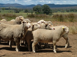 Dual purpose Merino ewes and first cross lambs at Chiltern