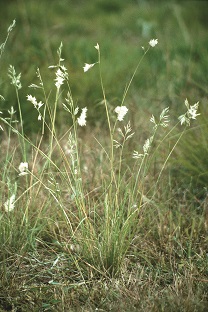 Wallaby grass (Rytidosperma spp.)