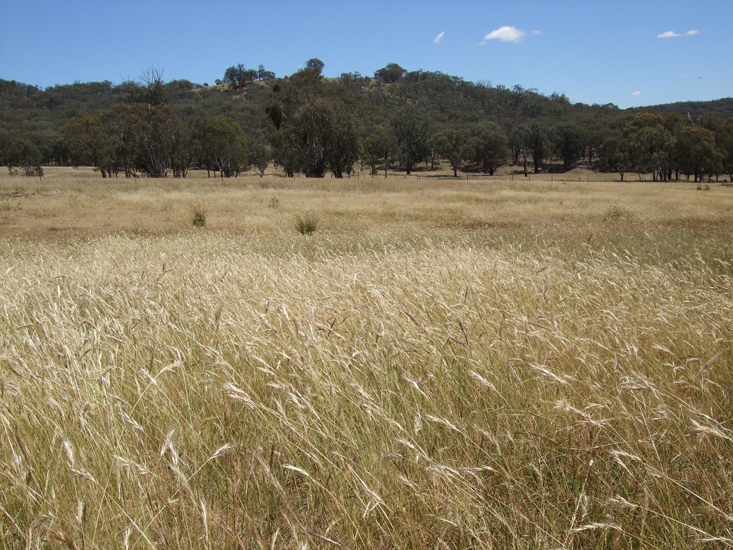 The native pasture at Holbrook had a diverse range of native grasses
