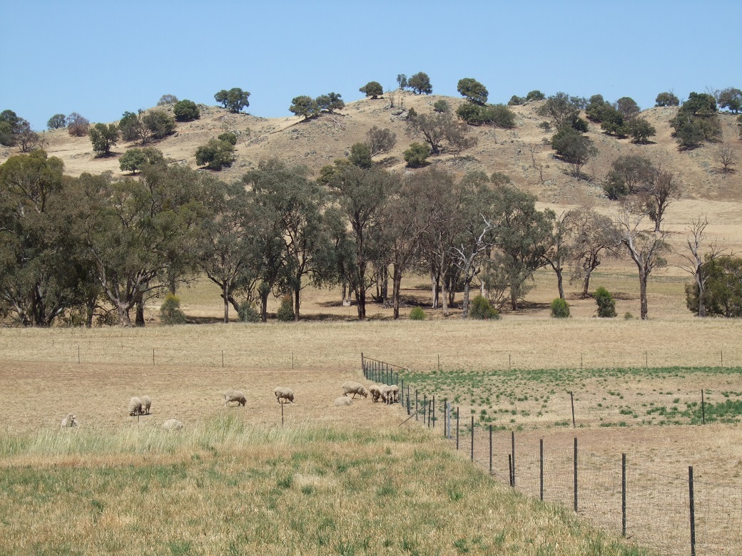 A single mob grazed on a 4-Paddock phalaris/cocksfoot/sub clover rotation and 2 paddock of native pasture